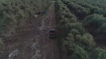 Aerial footage over a large Olive plantation in Israel