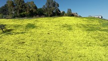 Yellow Big Meadow Landscape With Olive Oil Tree