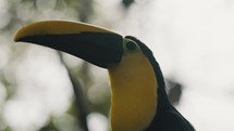 Close-Up Of Yellow-Throated Toucan Resting On The Woods In Costa Rica, Central America. 
