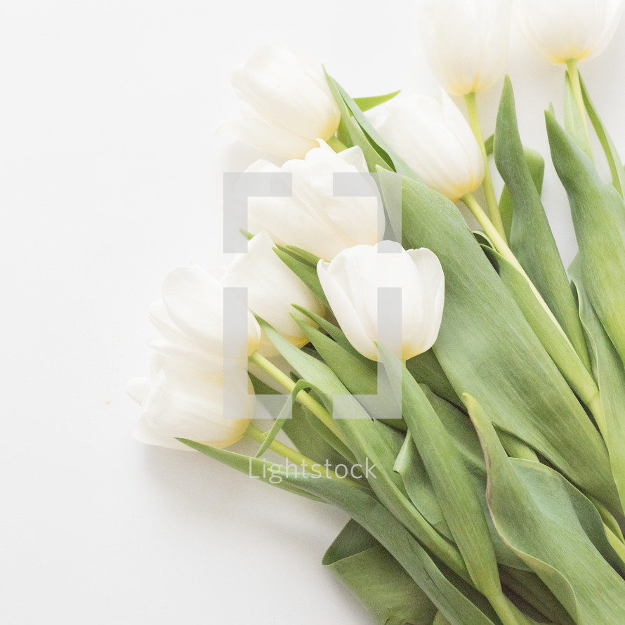 White tulips laying on a white surface.