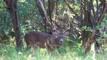 Whitetail Buck Agitated in Woods