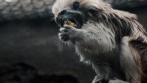Cotton-top Tamarin In Captivity Eating Fruit And Jumps Away. slow motion