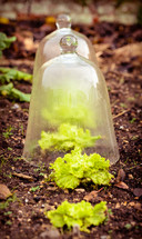 glass jar over seedling 