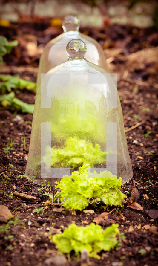 glass jar over seedling 