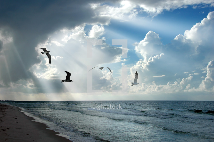 seagulls flying over a beach 