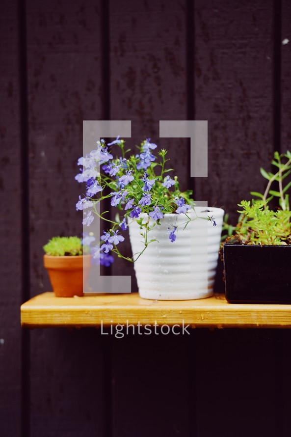 potted plants 