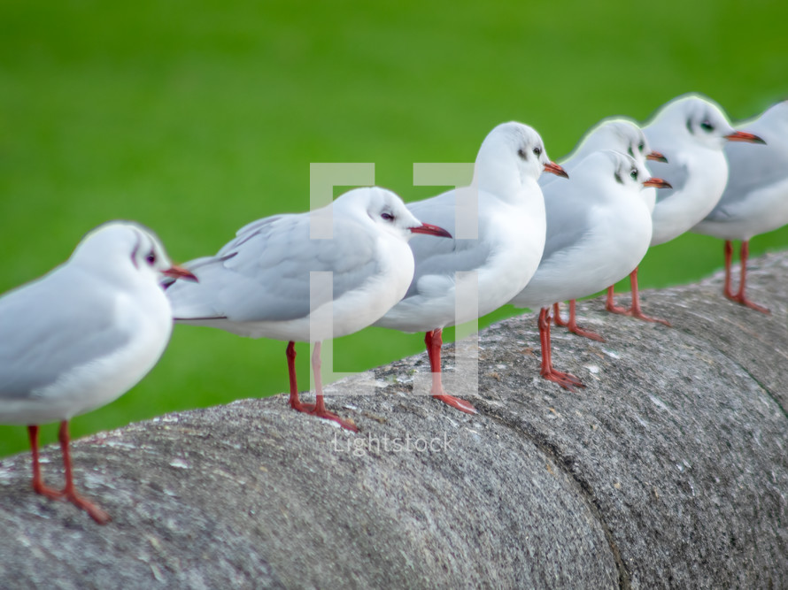 A Row of Black-Headed Gulls Standing on a Wall on Green Background