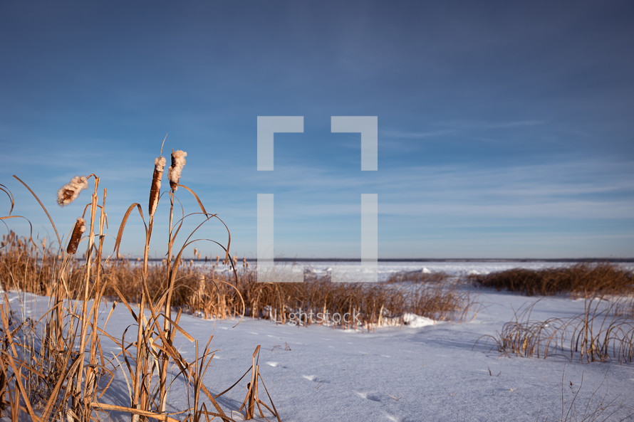 Winter snow and sky on the beach with cattails