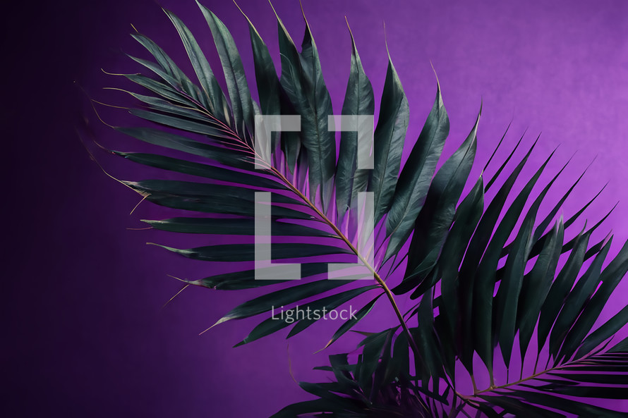 Palm Leaf on Purple Background