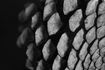 a pine cone closeup 