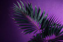 Palm Leaf on Purple Background