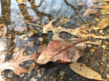 fall leaves in a puddle 