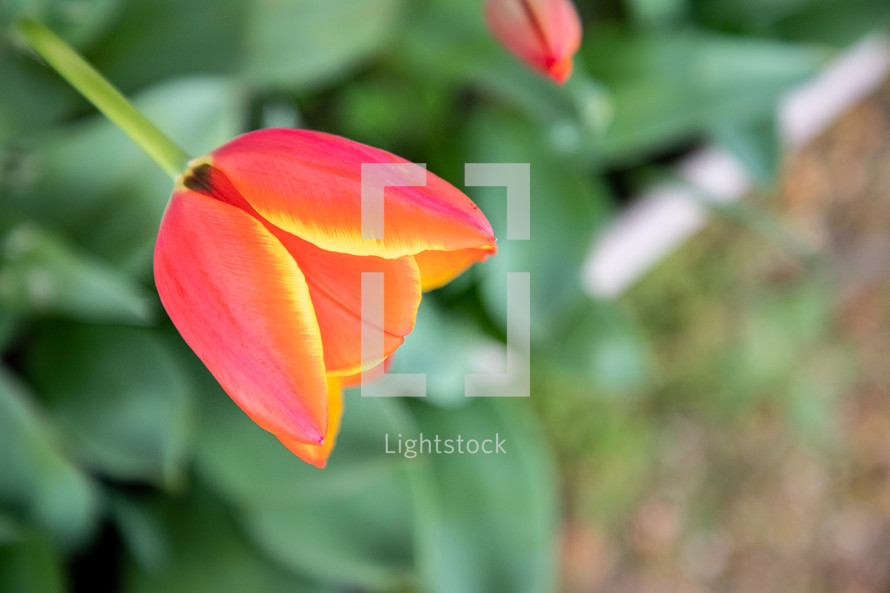 red orange tulip 