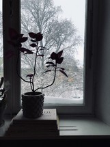 view of winter branches and a houseplant in a window 