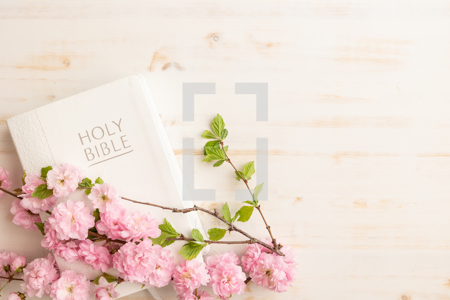 Closed bible and pink flowers on a white background with copy space