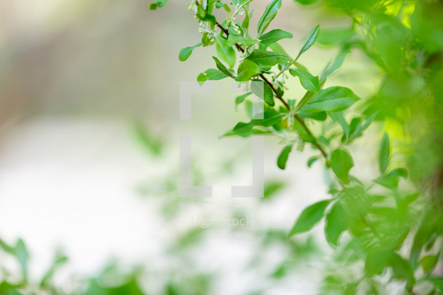 Gentle, soft green leaves background