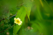 tiny yellow flower 