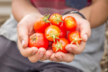 cupped hands holding tomatoes 