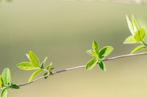 green spring leaves on a branch 