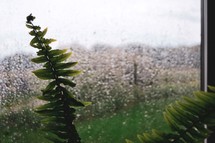 rain on a window and fern 