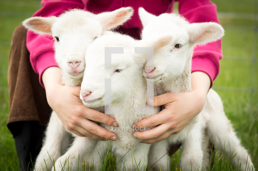 three lambs 
