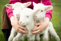 three lambs 