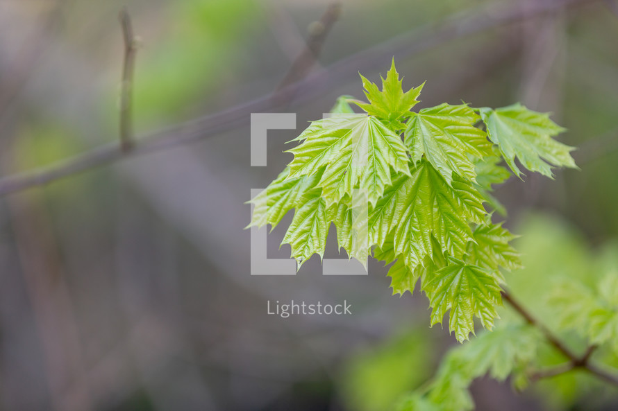 Cluster of young maple leaves