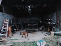 a dog walking into a tool shed 