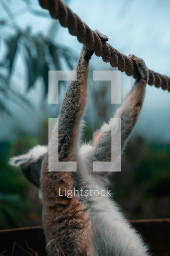 Lemur dangling from a rope in a zoo enclosure, zoo animals, primates cute animal