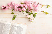 Open bible and pink flowers on a white background with copy space