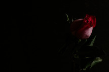 Red rose bud on black background.