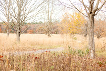 Path through brown meadow with bare trees