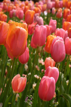 Sunny springtime tulip garden.