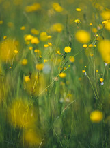 Yellow summer wildflowers 
