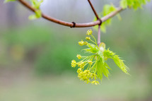 Light green sprig of leaves on spring branch