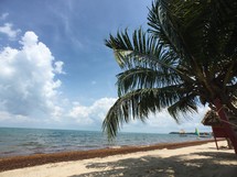 palm tree on a beach 