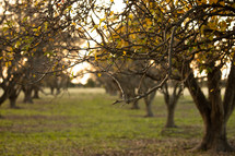 orchard in fall 