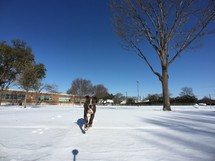 dog running in snow 