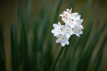 white daffodils 