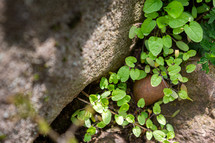 Small green leaves growing under rock