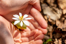 Small white flower in hands
