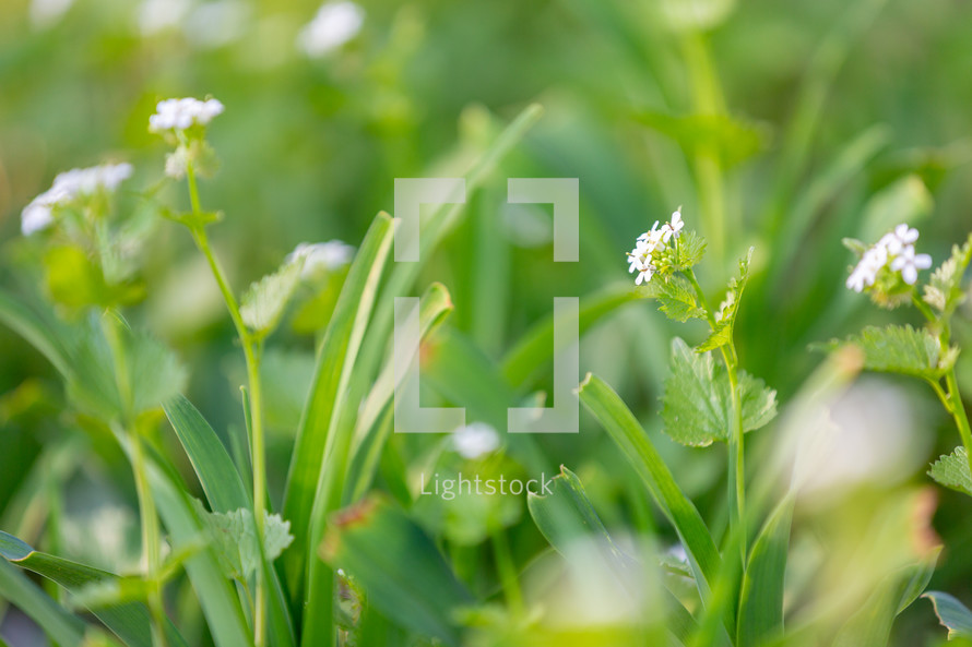Vibrant white flowers and grass