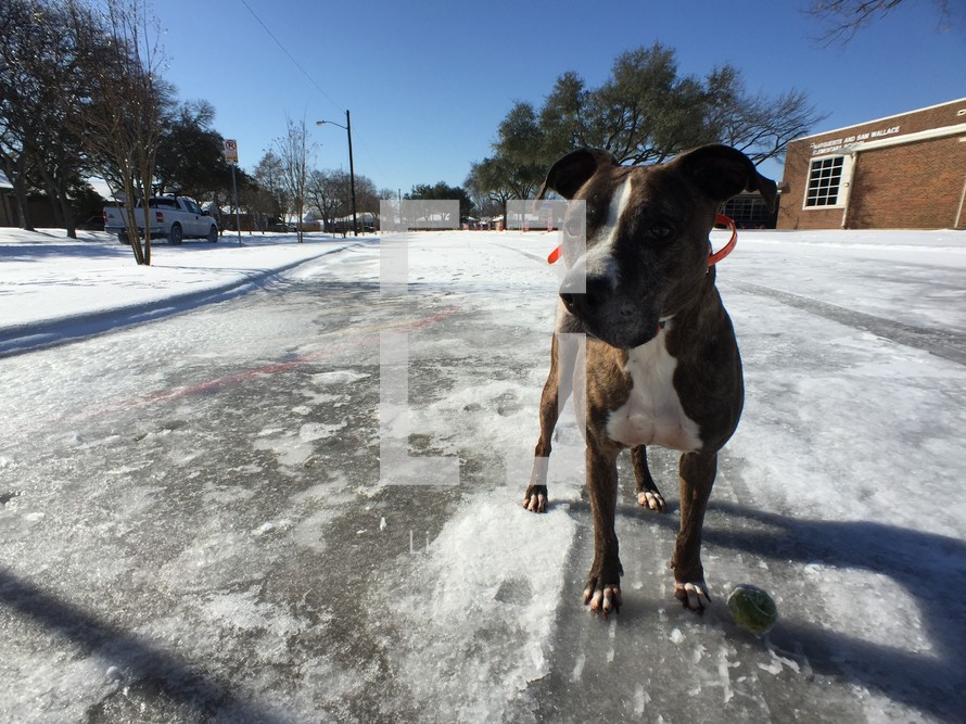 dog with a tennis ball standing on ice 