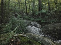 stream in a forest 