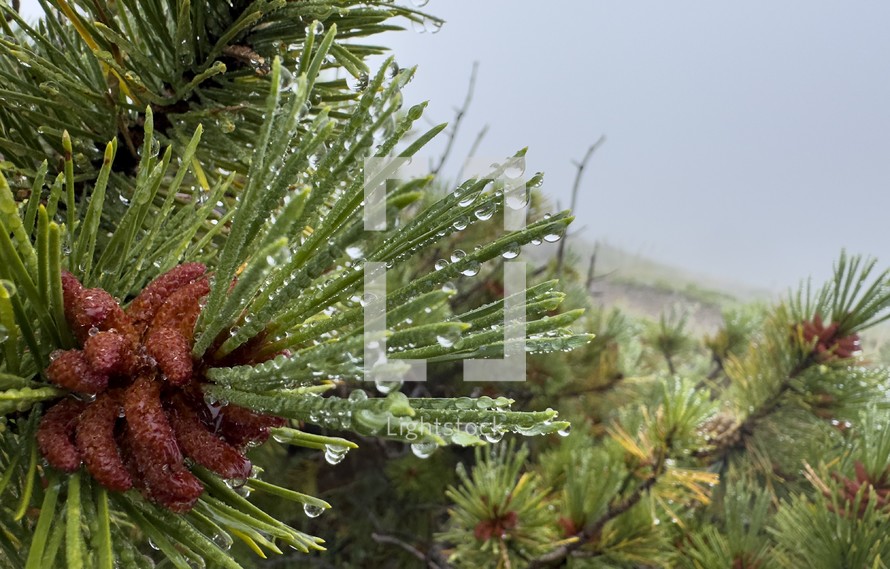 Close up of tree in the fog