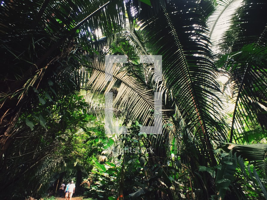 tropical jungle 