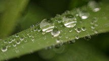 water droplets on a blade of grass