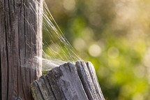 spider web on fence posts 