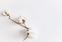 cotton sprig 