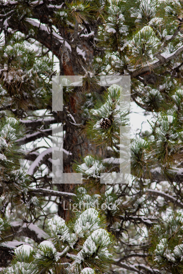 snow on pine branches 